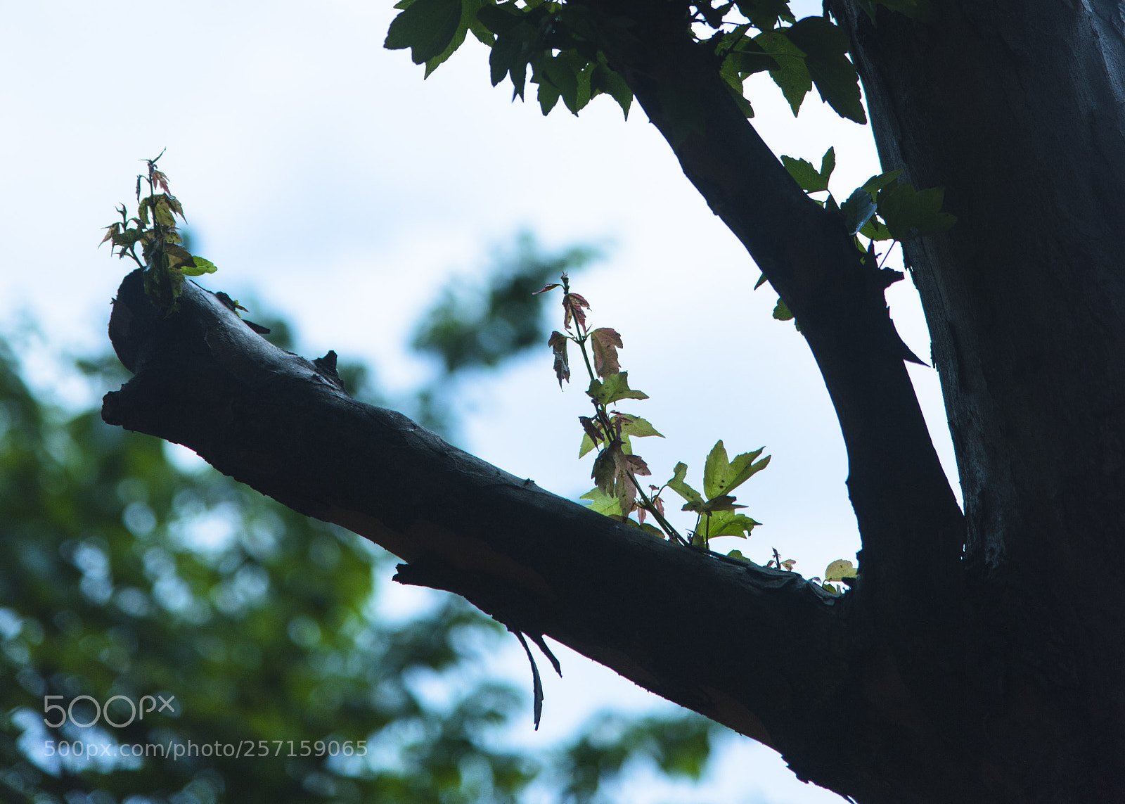 Nikon D810 sample photo. To live  no.3 photography