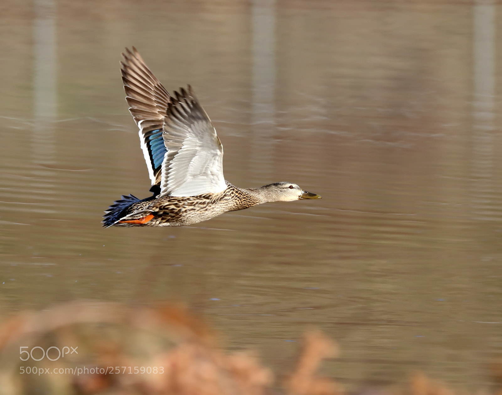 Canon EOS 7D Mark II sample photo. Mallard duck fly by photography