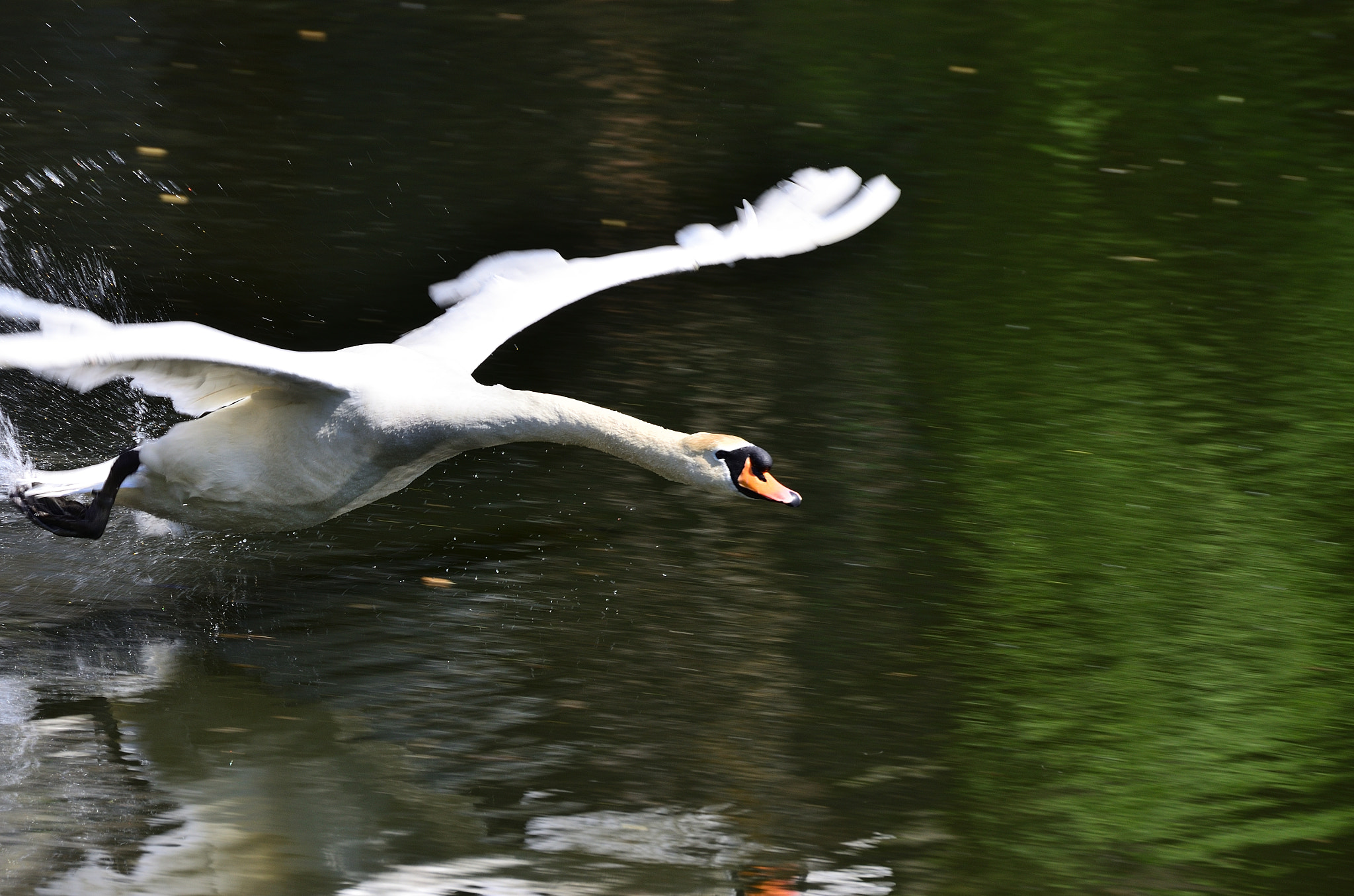 Nikon D7000 sample photo. Swan photography