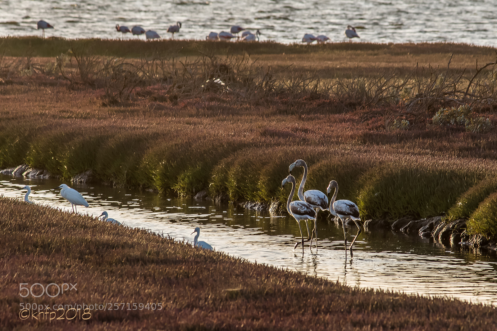 Canon EOS 650D (EOS Rebel T4i / EOS Kiss X6i) sample photo. Three flamingos in a photography