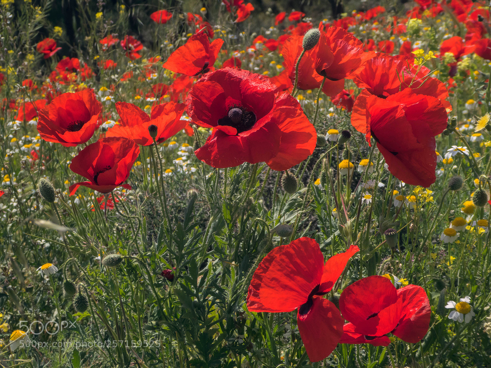 Panasonic Lumix DC-ZS70 (Lumix DC-TZ90) sample photo. Bendita primavera photography