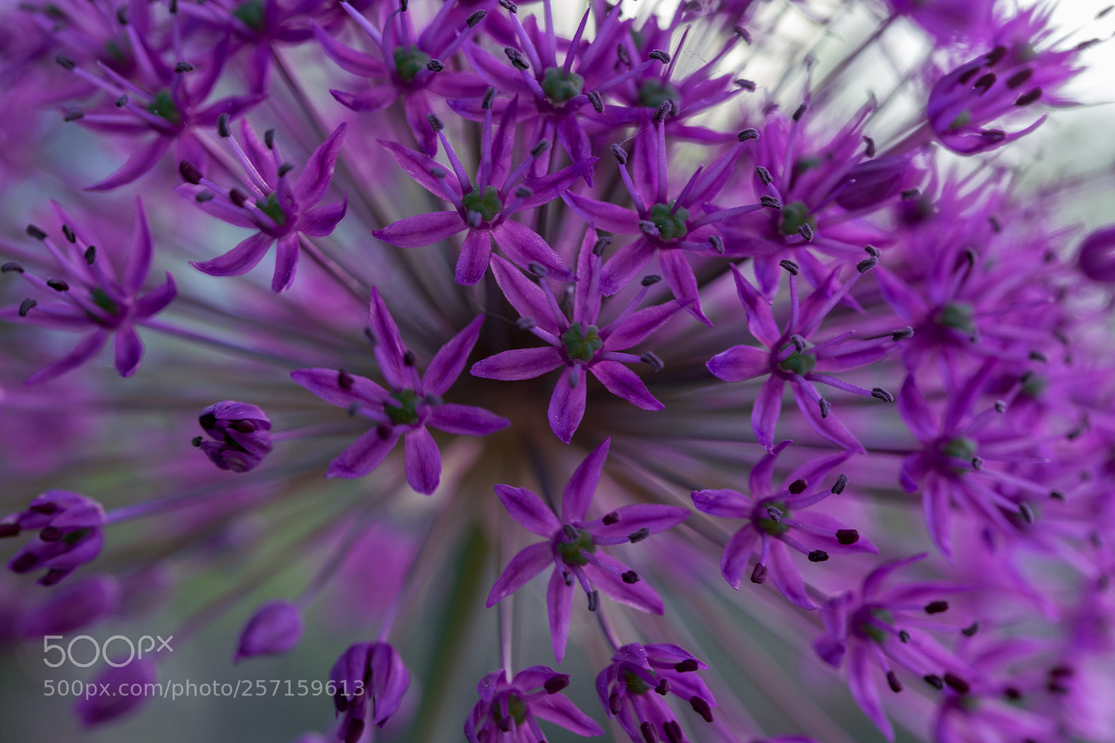 Canon EOS 6D sample photo. Allium photography