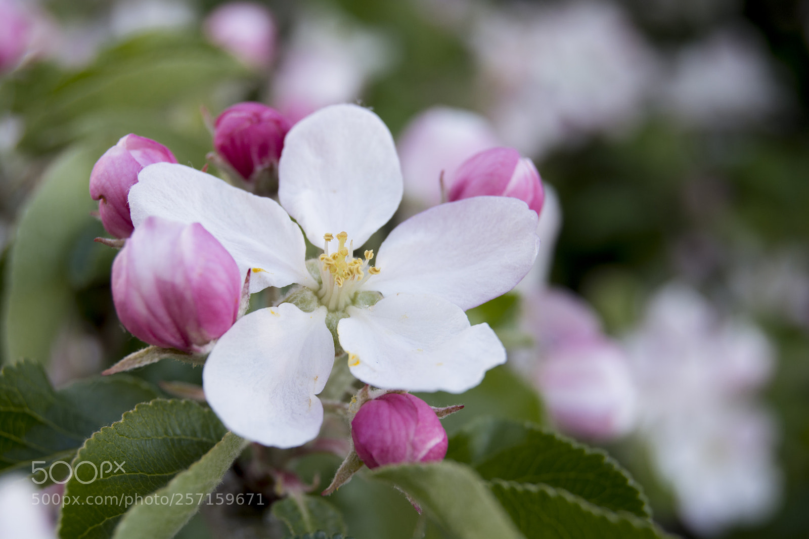 Nikon D5200 sample photo. Spring part ii photography