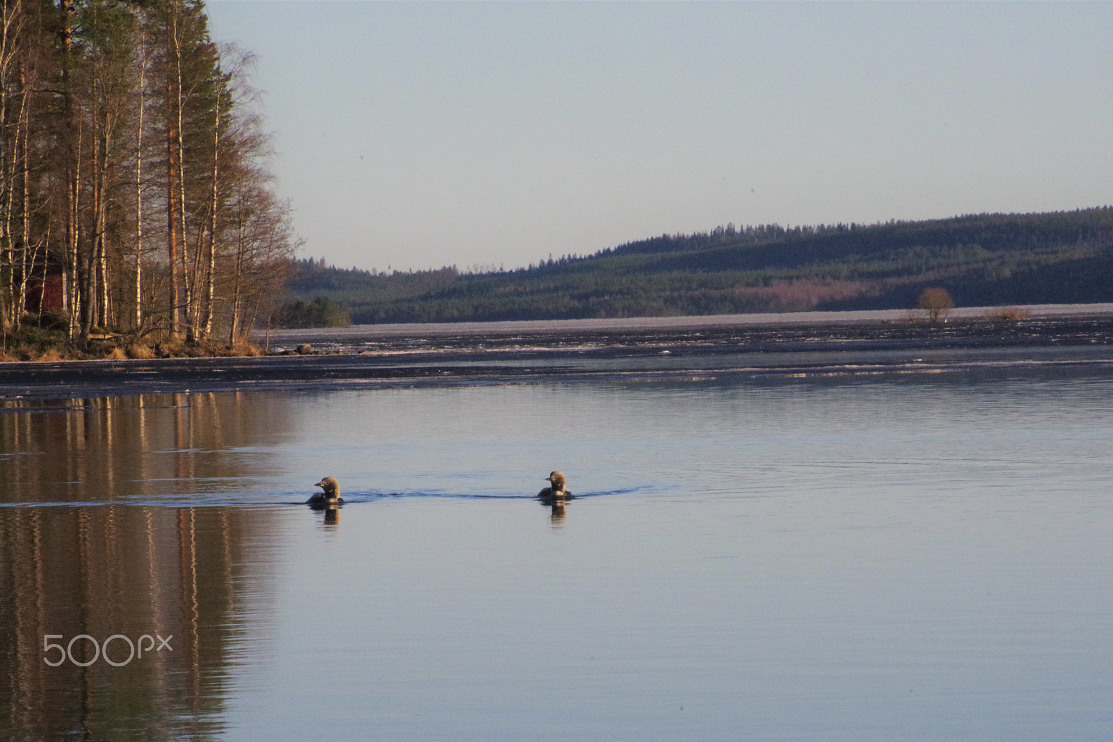 Pentax K-1 sample photo. Arctic loons photography