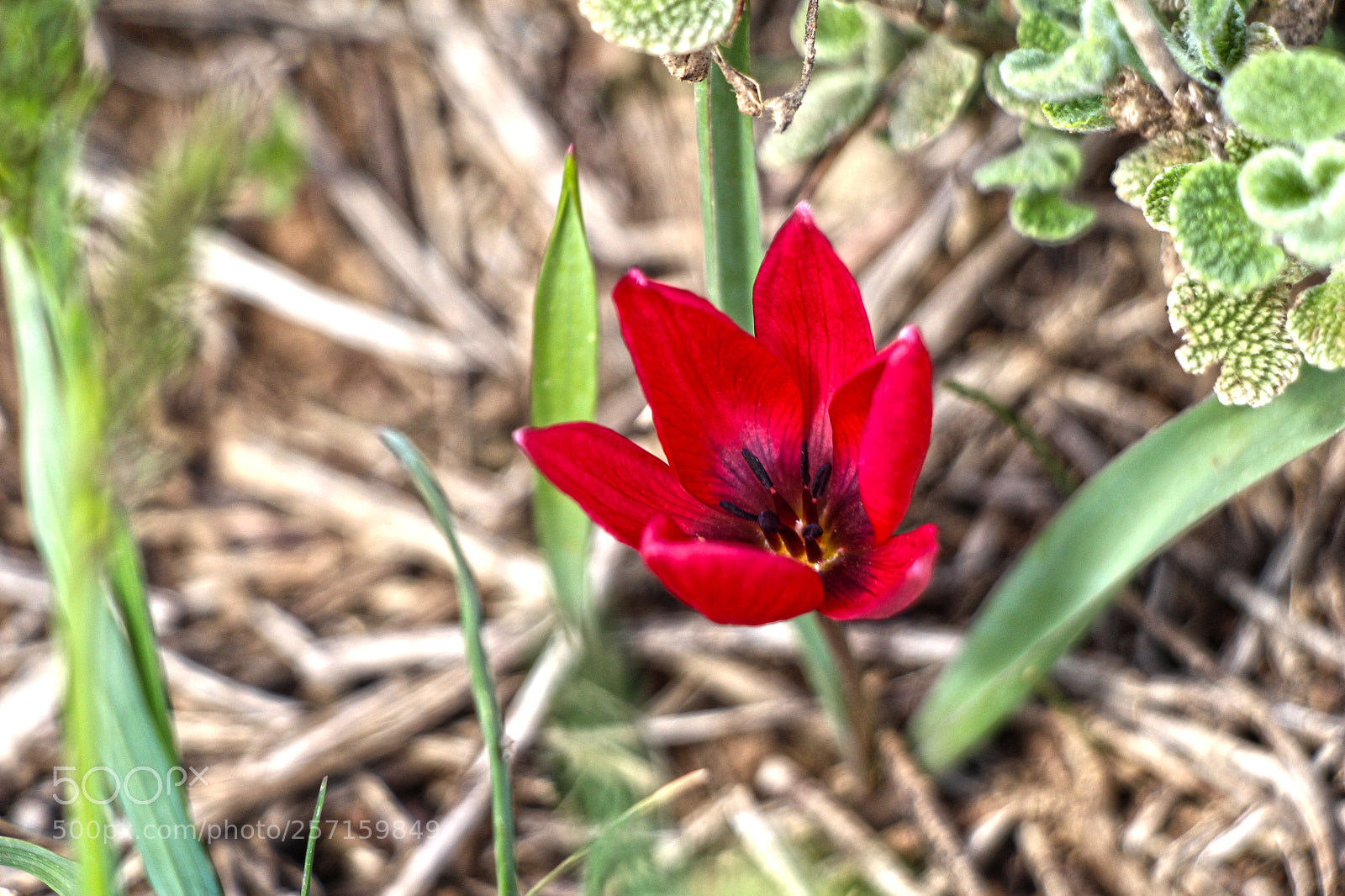 Canon EOS 650D (EOS Rebel T4i / EOS Kiss X6i) sample photo. Like a tulip photography