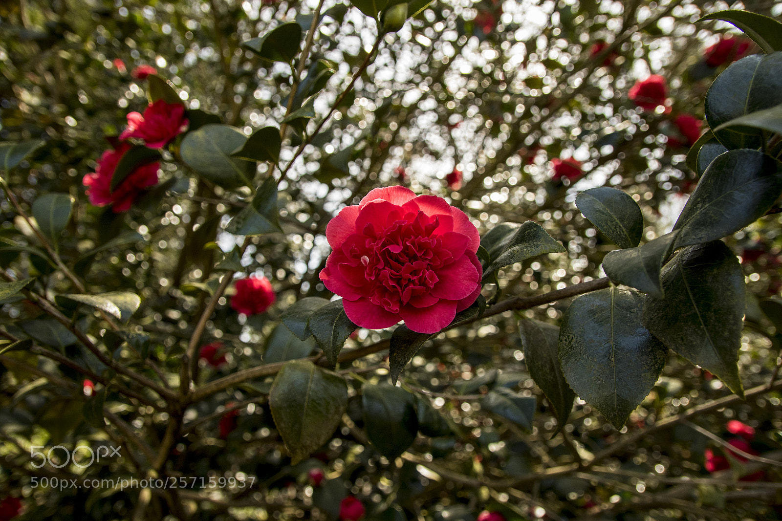 Canon EOS 7D Mark II sample photo. Camelia photography