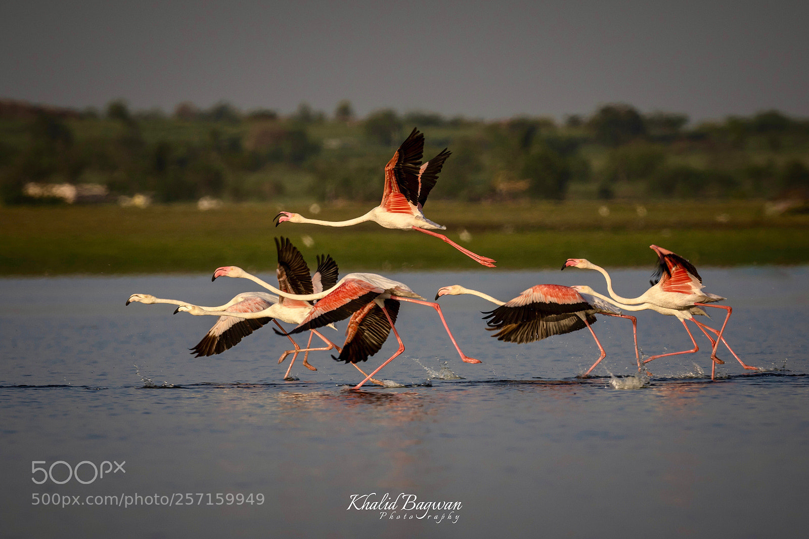 Canon EOS 7D Mark II sample photo. Greater flamingoes photography