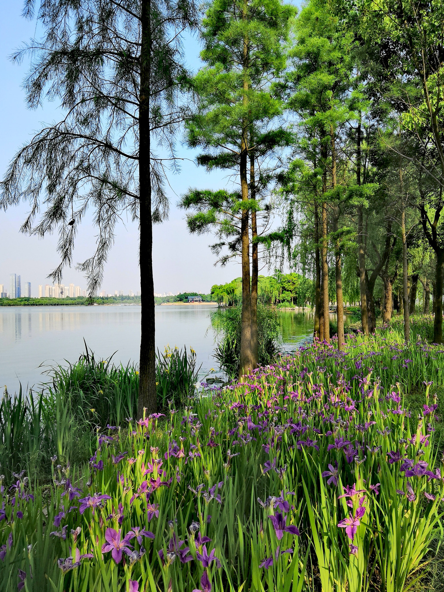 HUAWEI Honor 10 sample photo. Flowers at lakeside photography