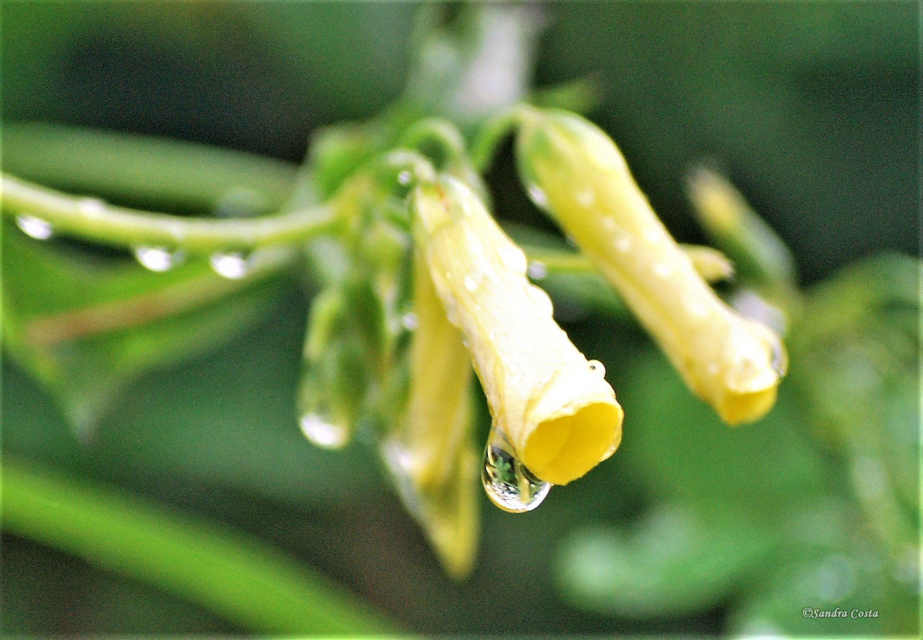 Nikon D60 sample photo. () photography