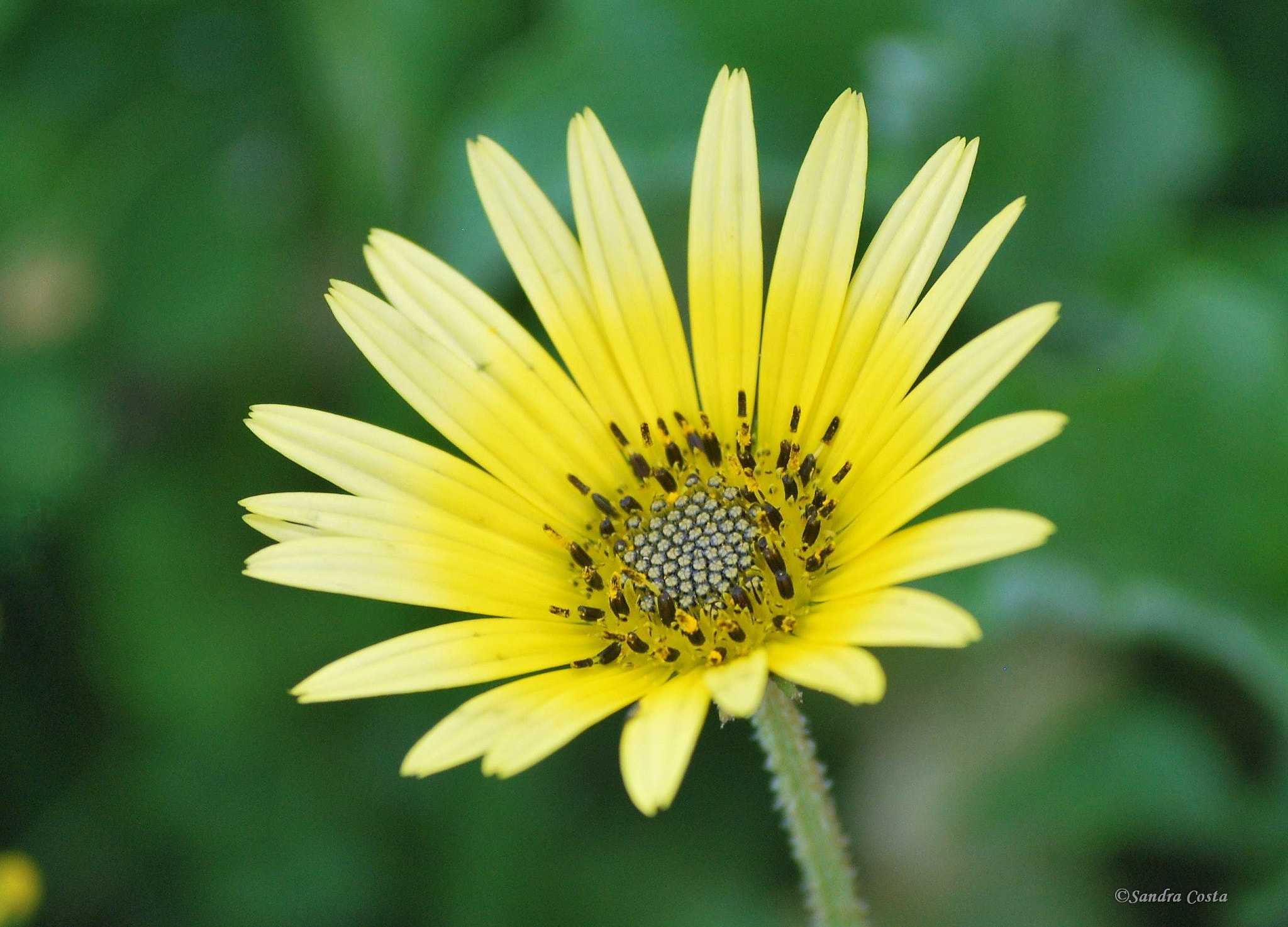 Nikon D60 sample photo. () photography