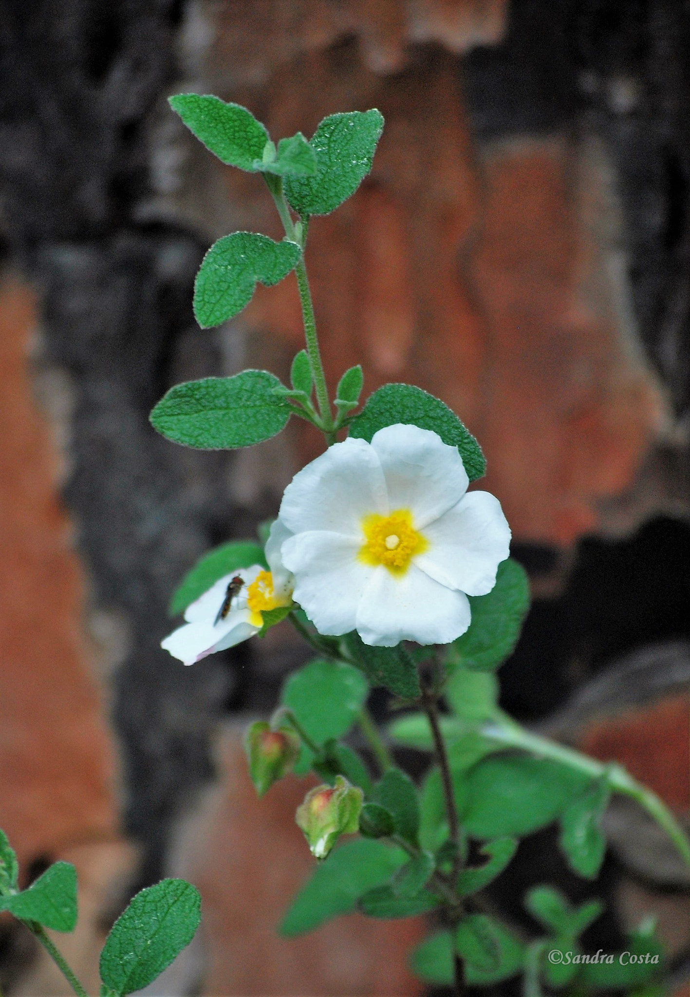 Nikon D60 sample photo. () photography