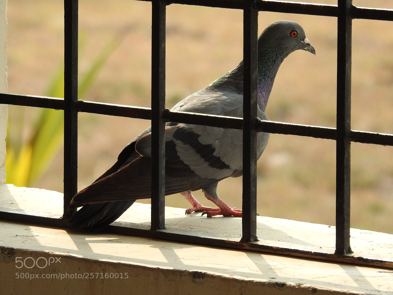 Nikon Coolpix P900 sample photo. Pegeon photography