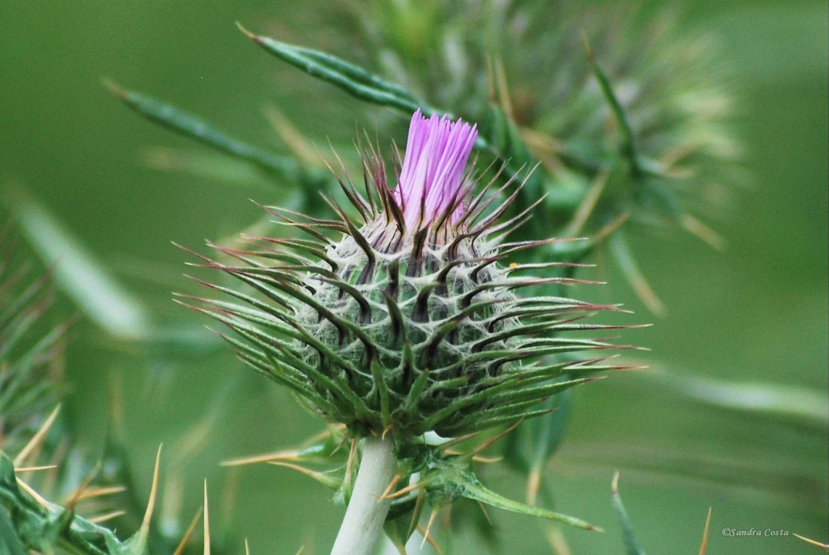 Nikon D60 sample photo. () photography
