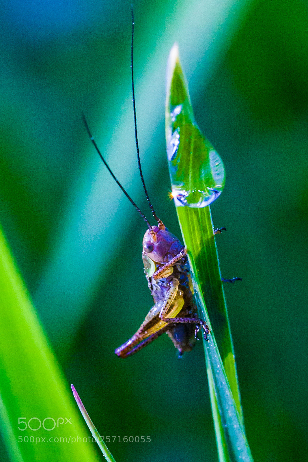 Canon EOS 1000D (EOS Digital Rebel XS / EOS Kiss F) sample photo. Grasshopper photography