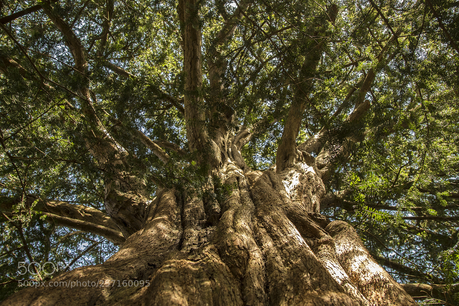 Canon EOS 7D Mark II sample photo. Ancient yew photography