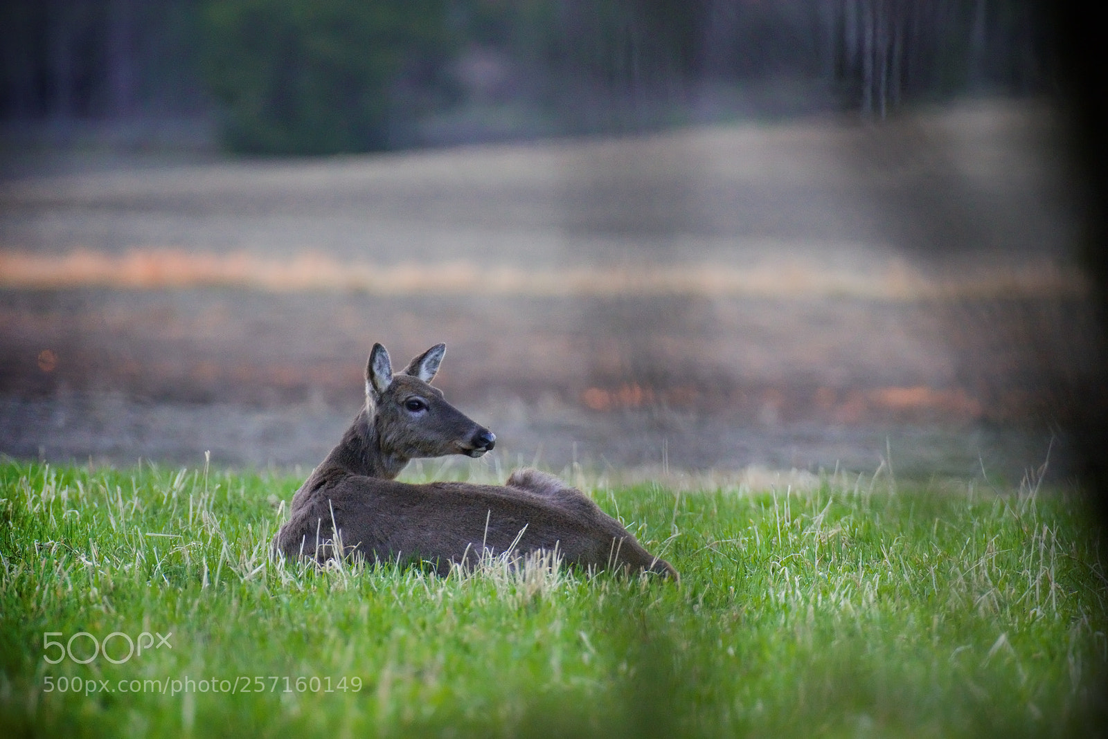 Pentax K-3 II sample photo. Just chilling... photography