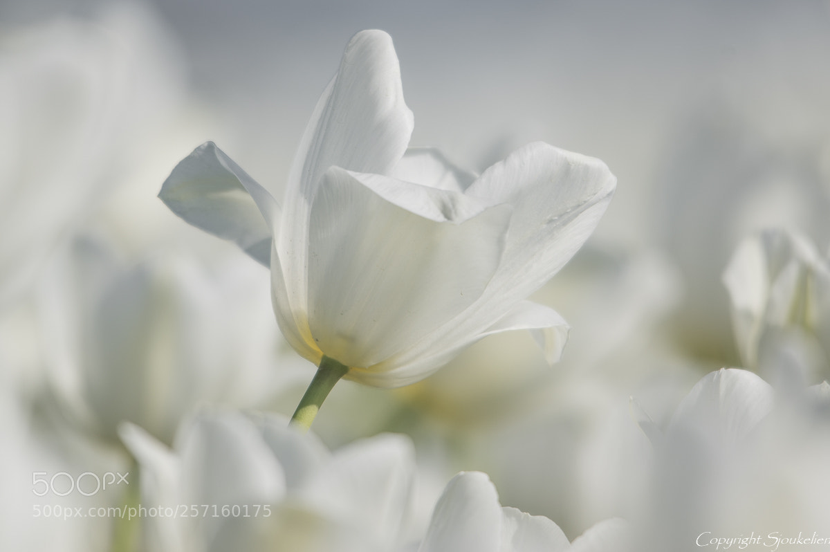 Pentax K-3 sample photo. White everywhere photography