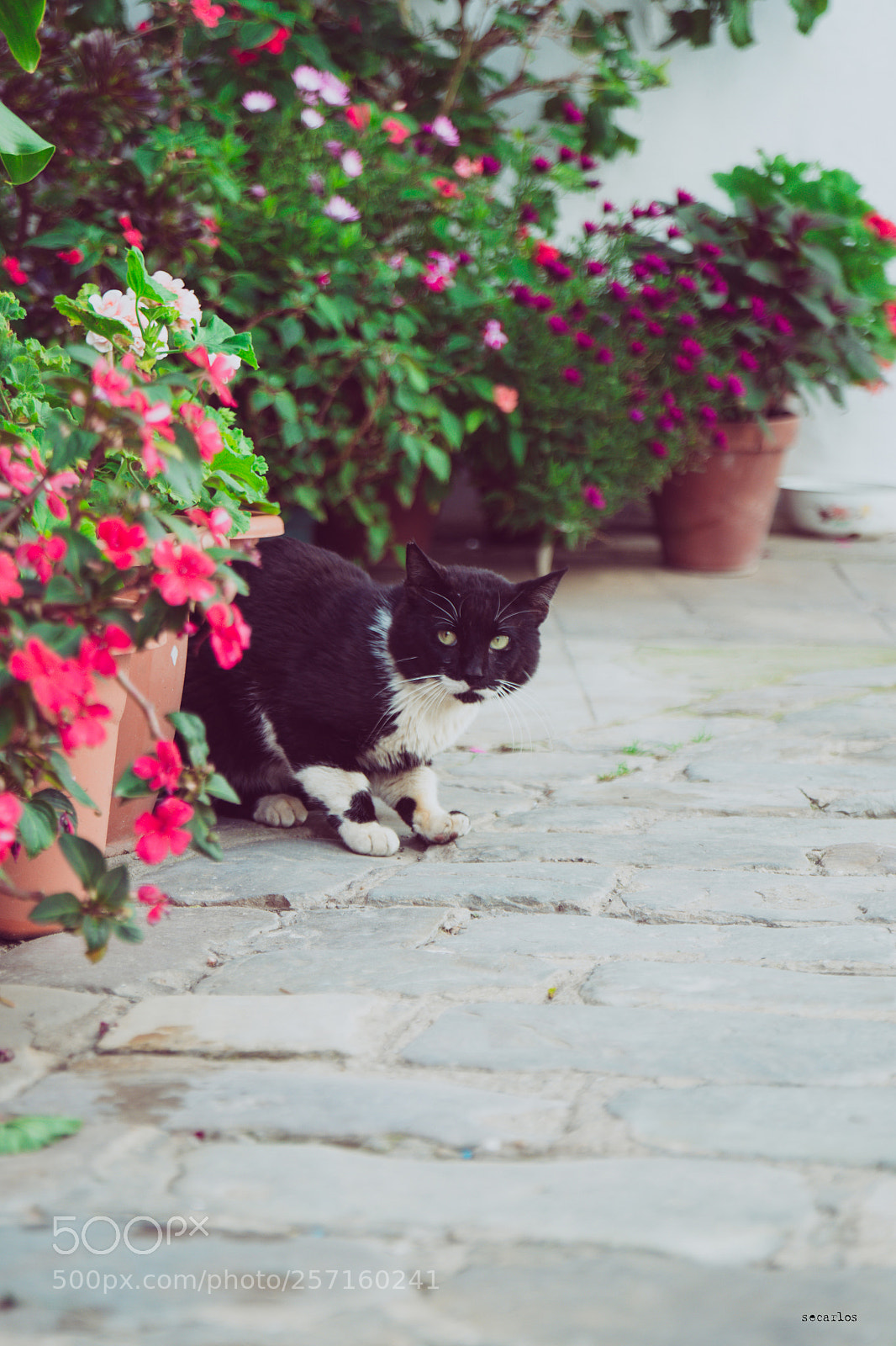 Nikon D7100 sample photo. Entreflores photography