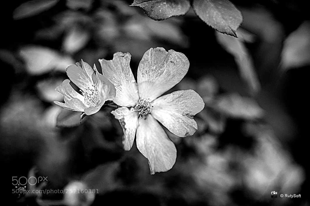 Nikon D3200 sample photo. Flower photography