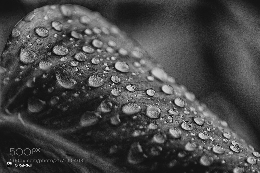 Nikon D3200 sample photo. Macro photography