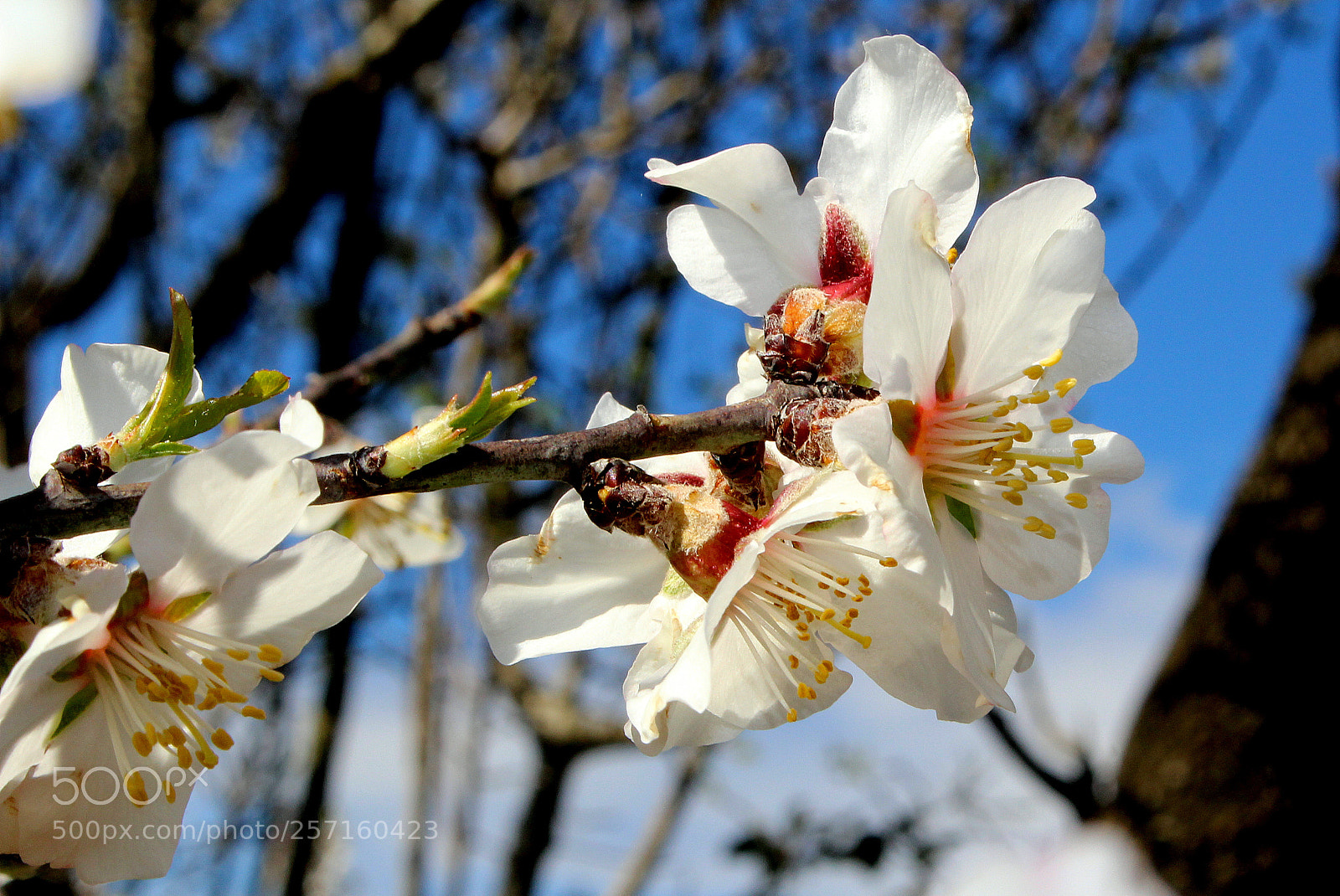 Canon EOS 100D (EOS Rebel SL1 / EOS Kiss X7) sample photo. Fiori di mandorlo photography