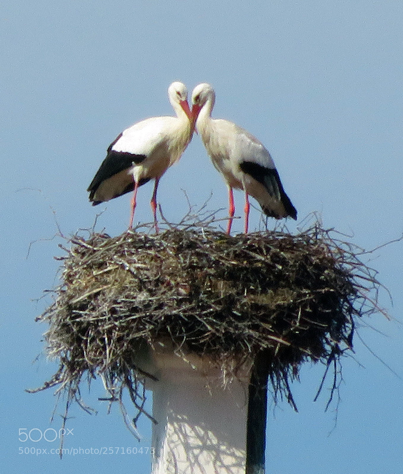 Canon PowerShot SX710 HS sample photo. St rche - storks photography