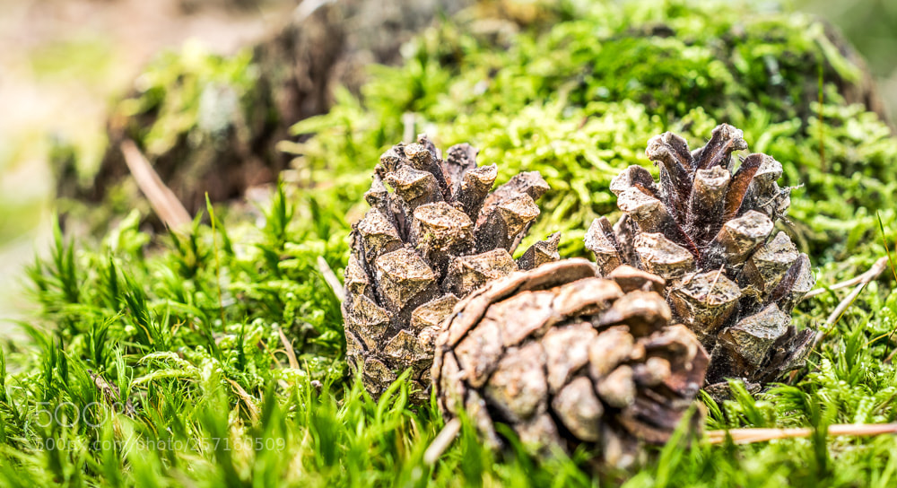 Nikon D5300 sample photo. Three little pinecones photography