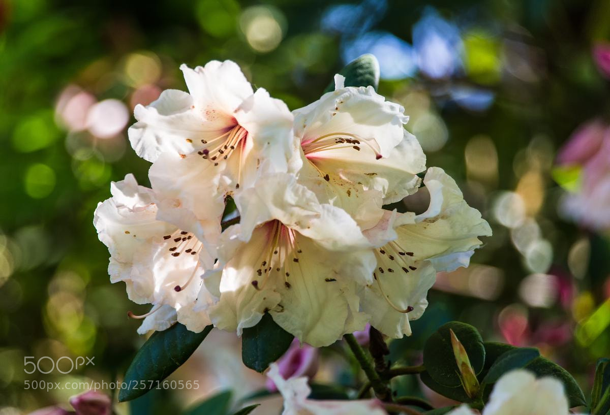 Canon EOS 6D sample photo. Spring flowers - rhododendron photography