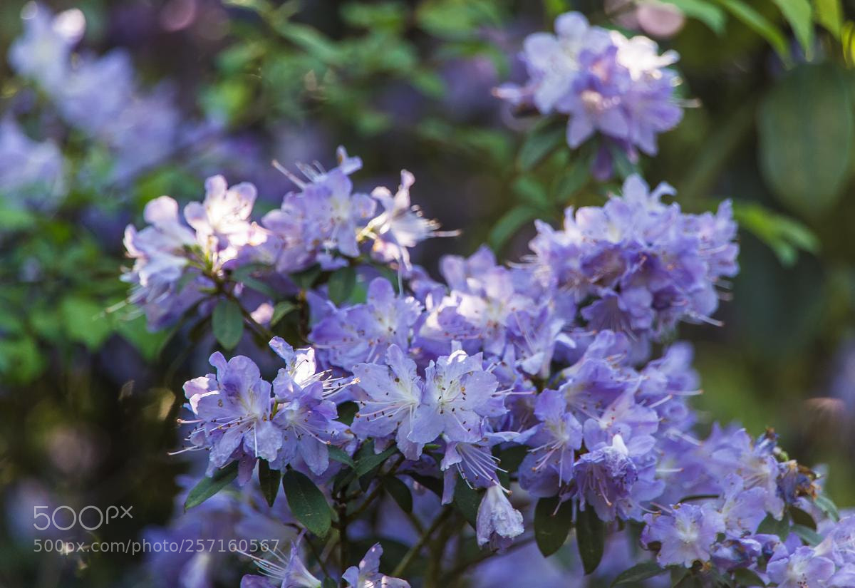 Canon EOS 6D sample photo. Spring flowers - rhododendron photography