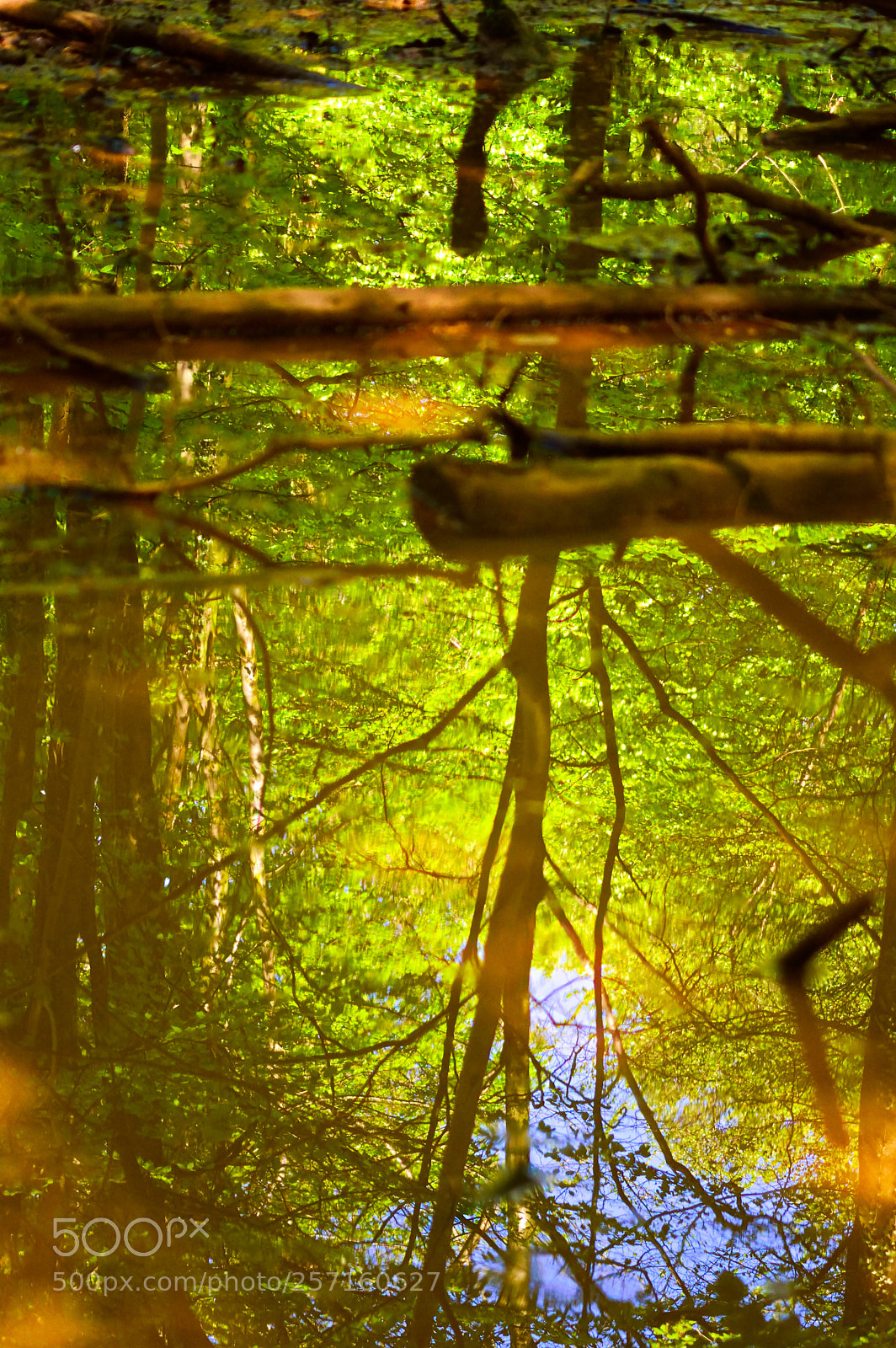 Nikon D3200 sample photo. Forest pond reflection photography