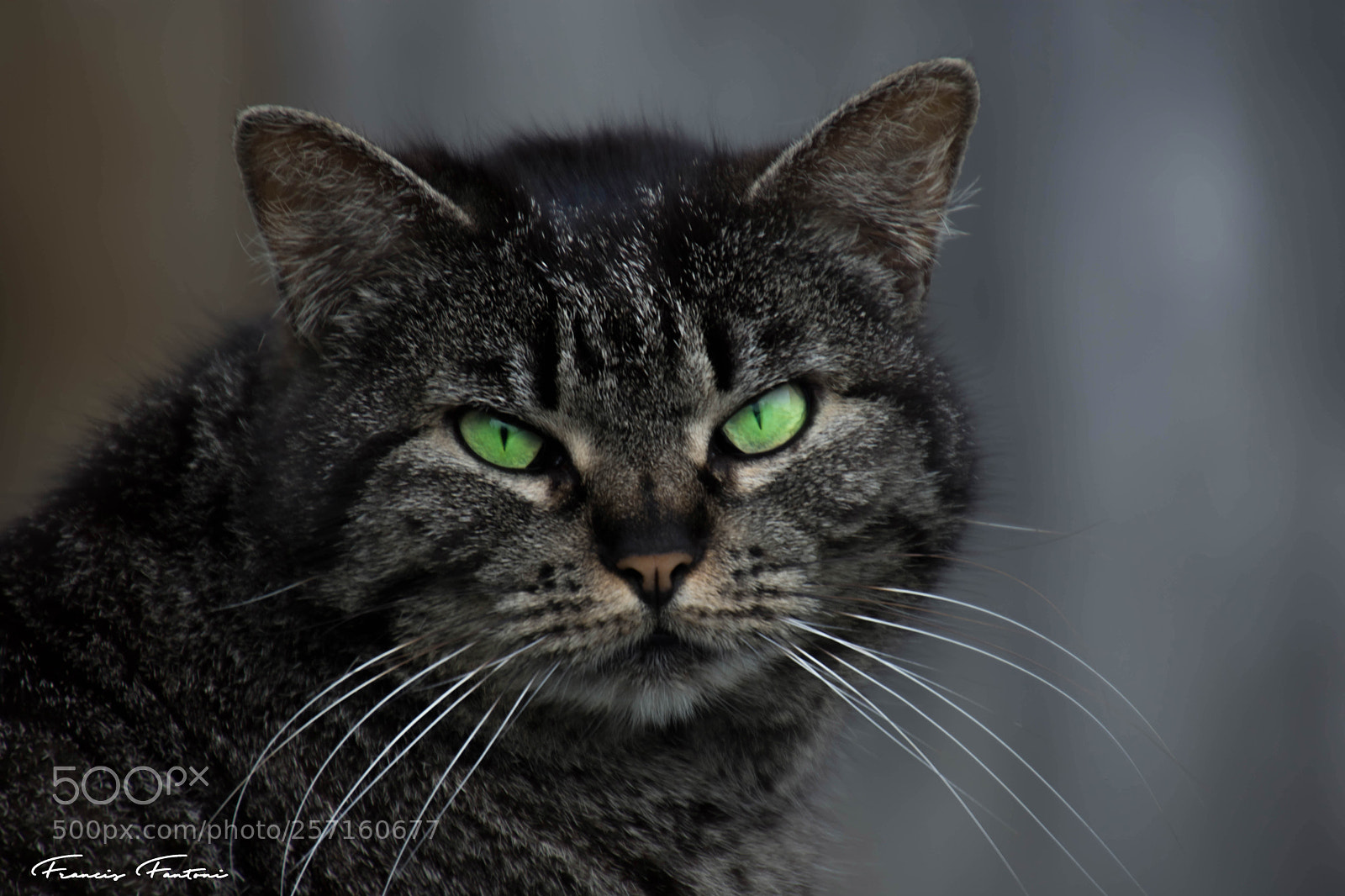 Nikon D7200 sample photo. Miou miou photography