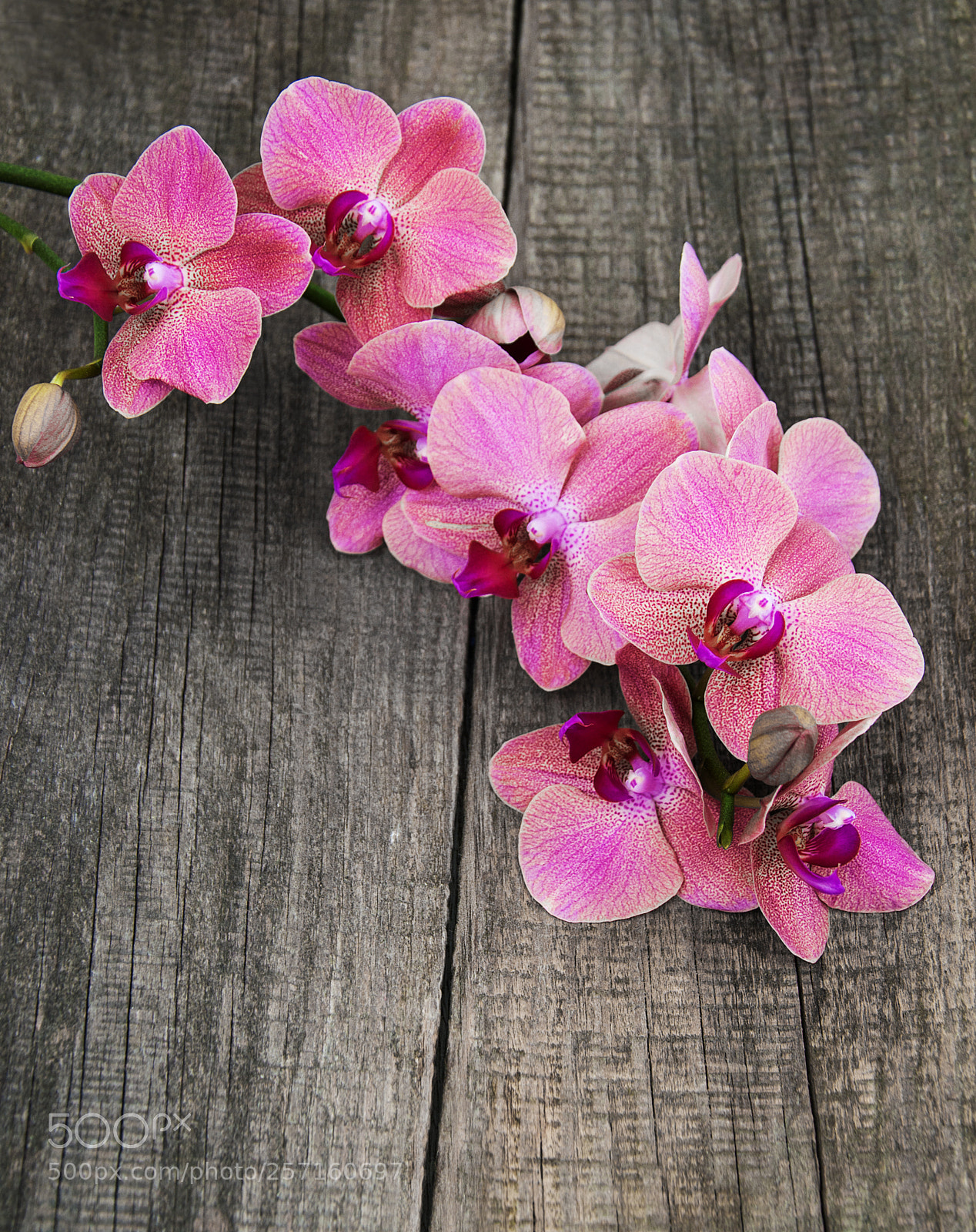 Nikon D90 sample photo. Pink orchids flowers photography