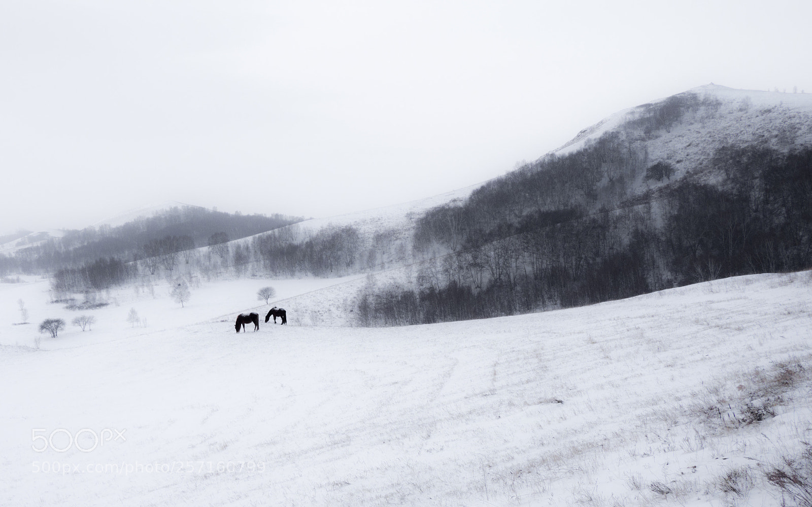 Olympus OM-D E-M10 sample photo. 水墨雪域 3 photography