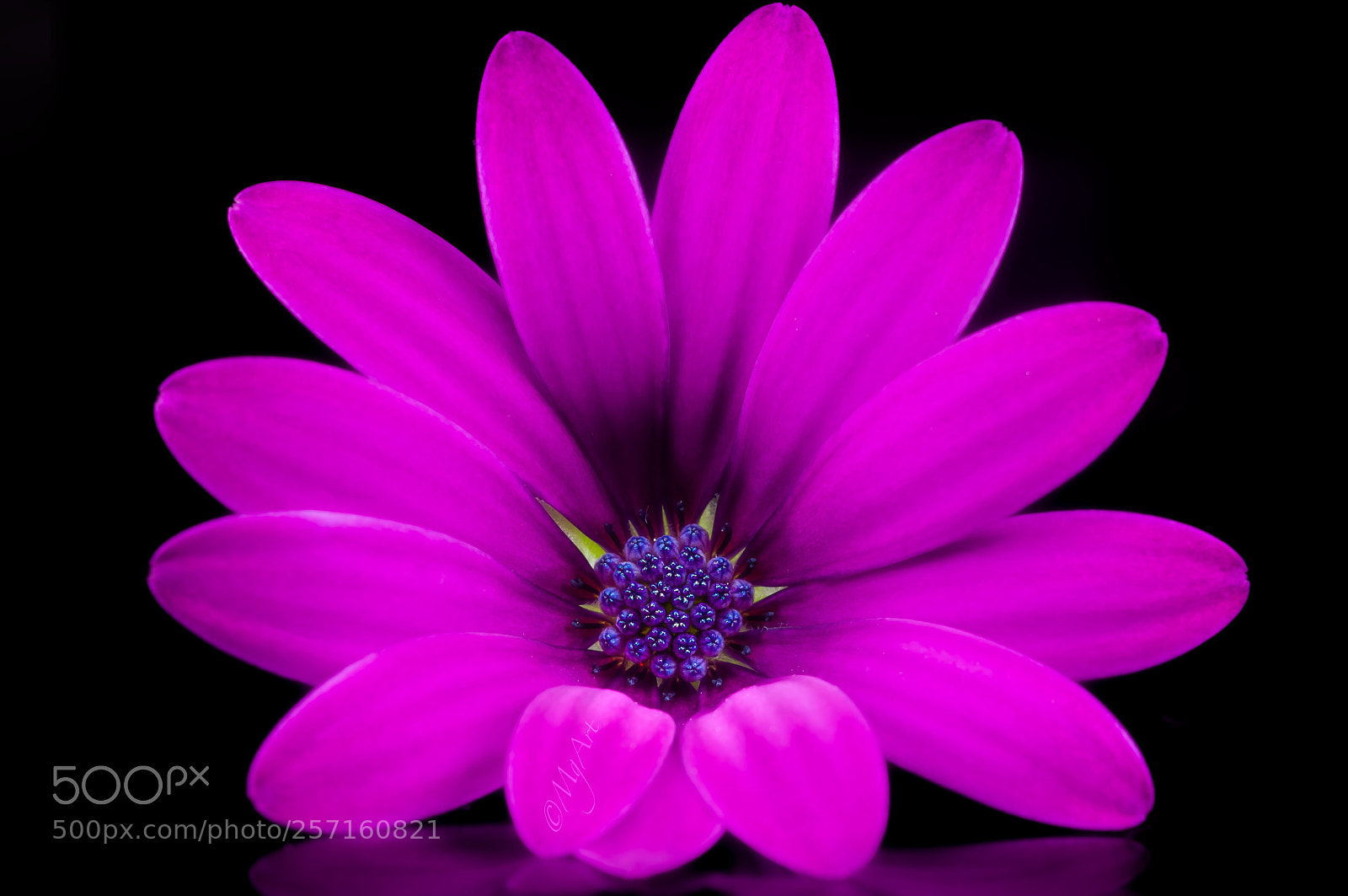 Nikon D300 sample photo. Purple close-up photography