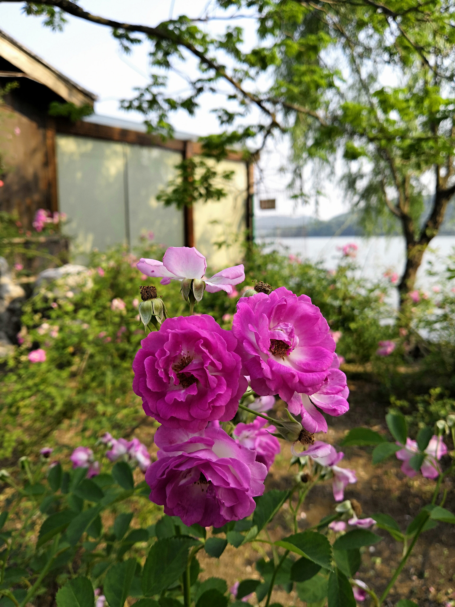 HUAWEI Honor 10 sample photo. Flowers at lakeside，3 photography