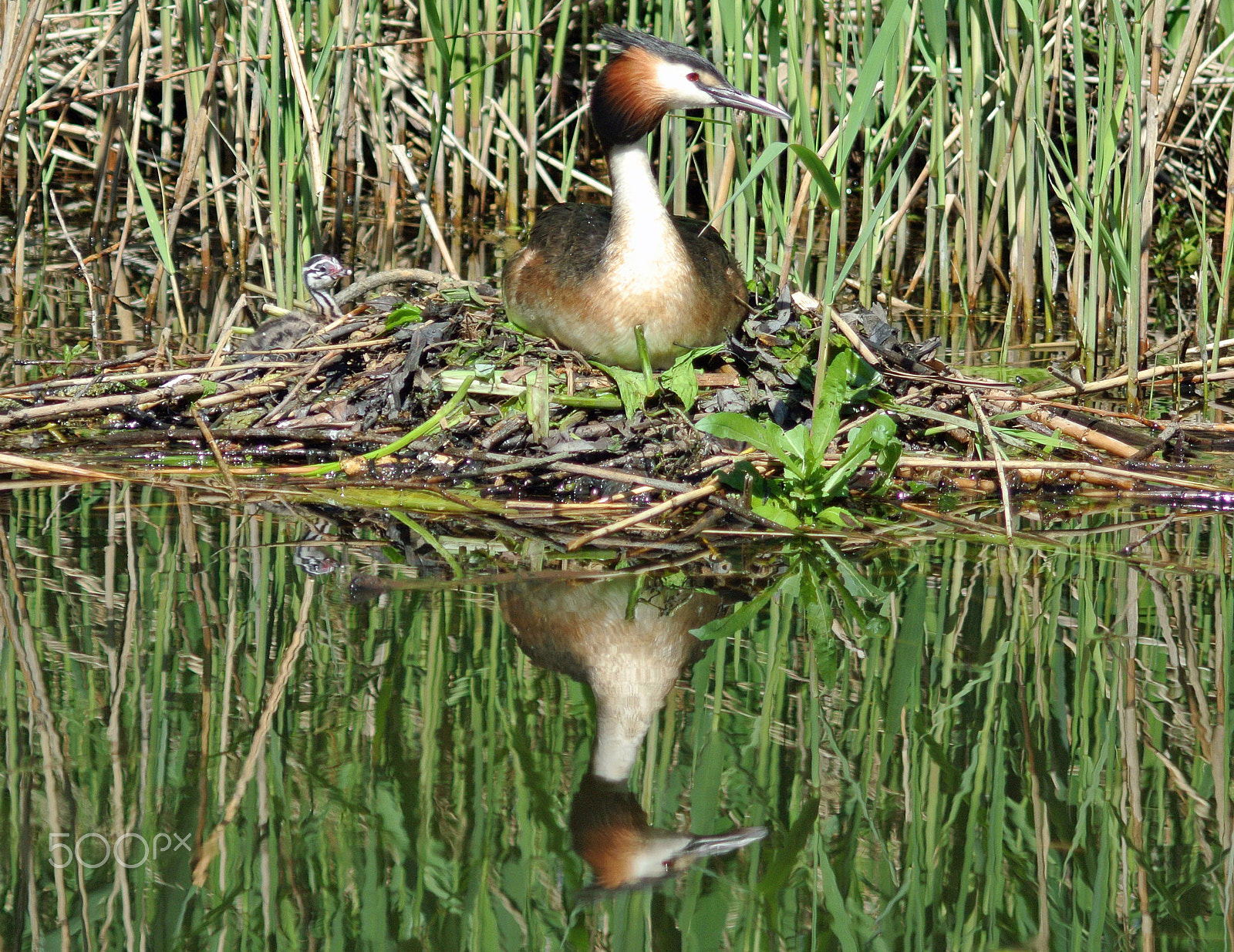 Nikon 1 J1 sample photo. Grebe with young photography
