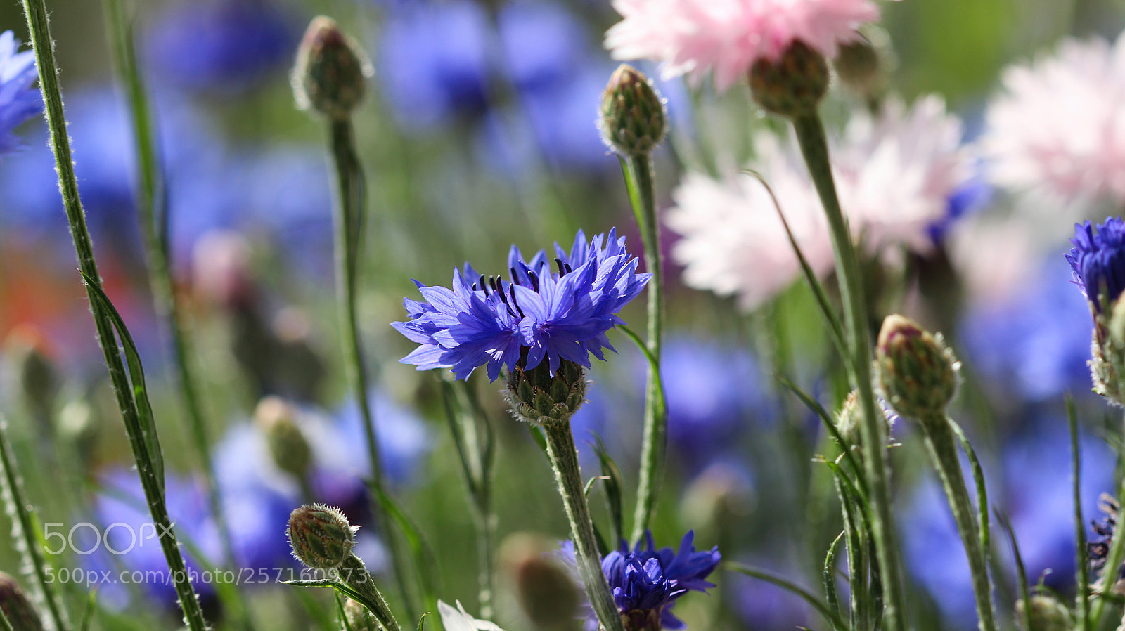 Canon EOS 600D (Rebel EOS T3i / EOS Kiss X5) sample photo. Cornflowers photography
