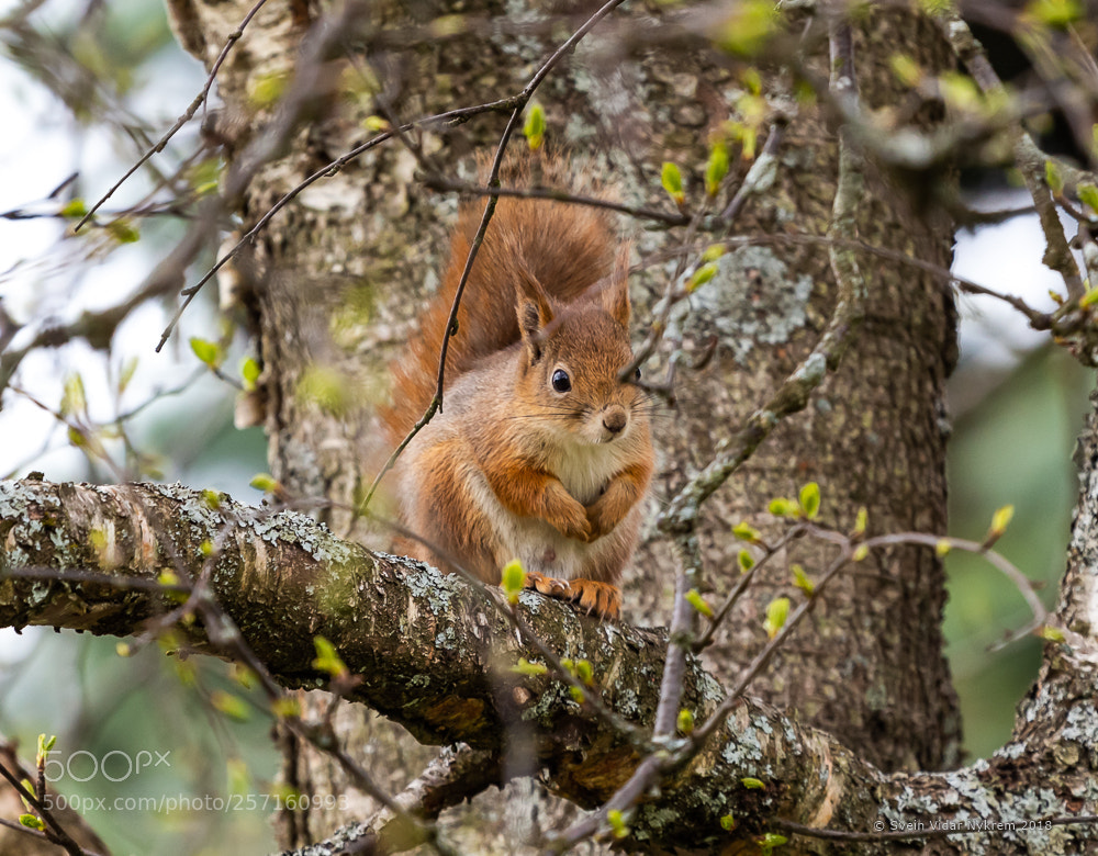 Canon EOS 6D sample photo. Img photography