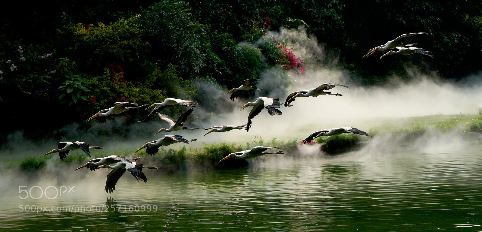 Sony a7 II sample photo. Morning flight photography
