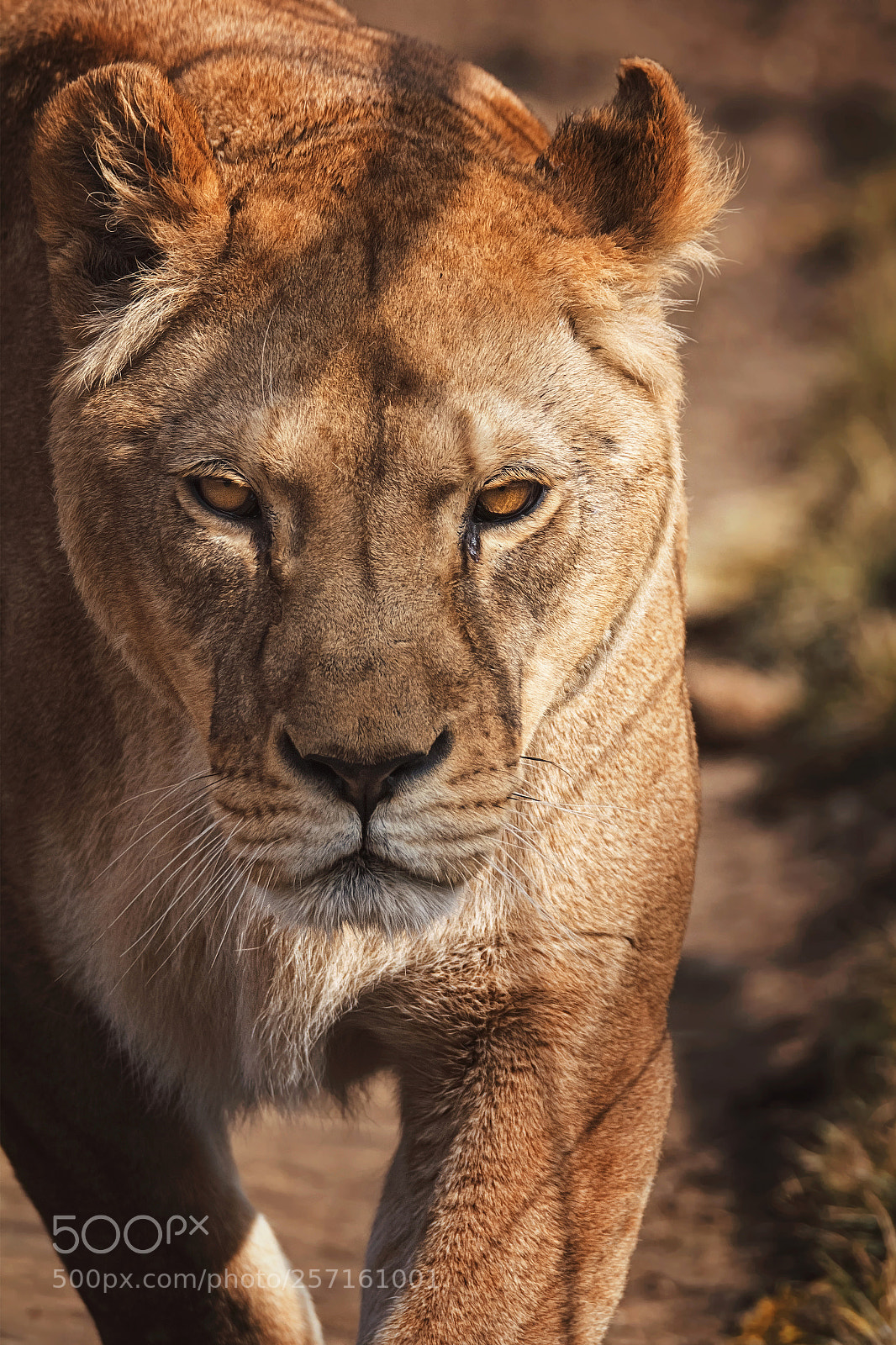 Nikon D7100 sample photo. Lion photography
