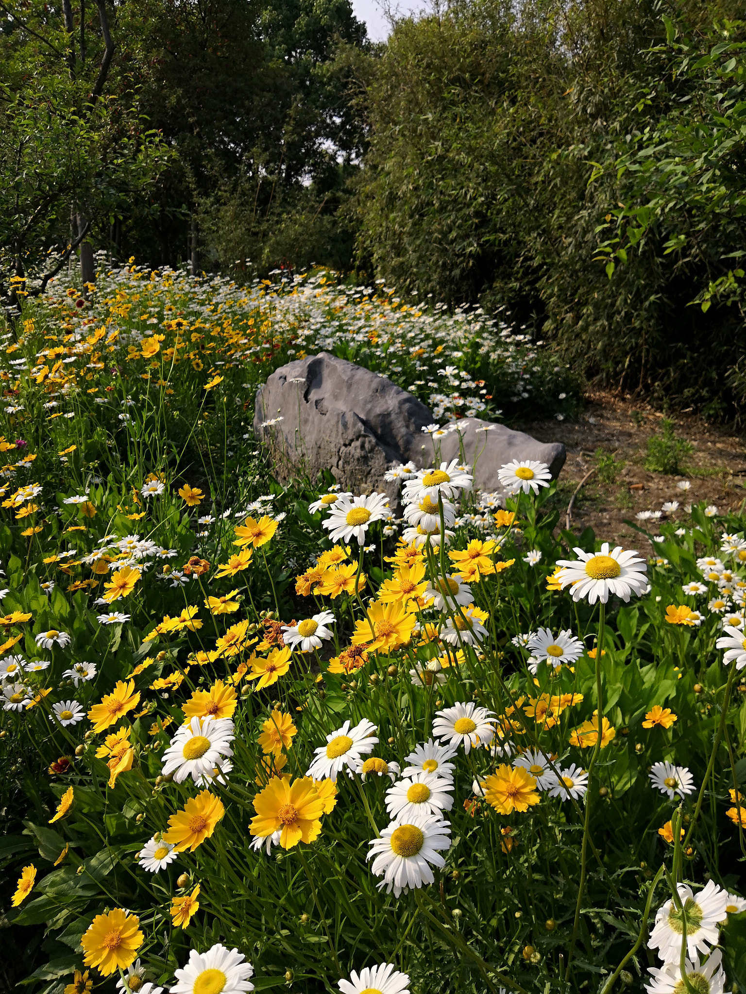 HUAWEI Honor 10 sample photo. Flowers at lakeside，4 photography