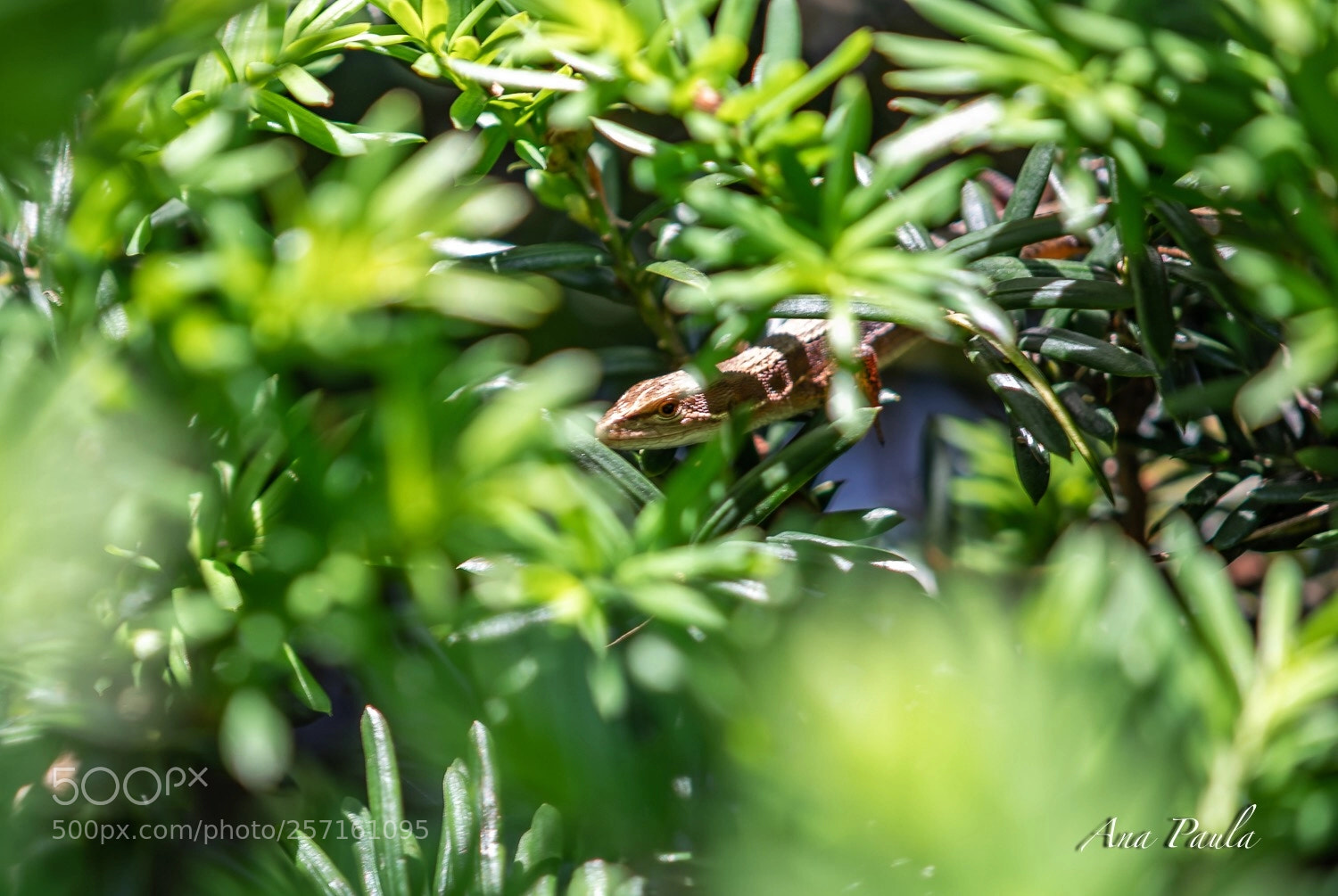 Nikon D500 sample photo. Lizard  photography