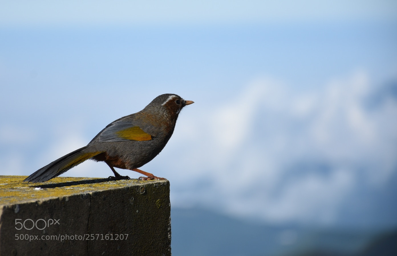 Nikon D7200 sample photo. Untitled photography