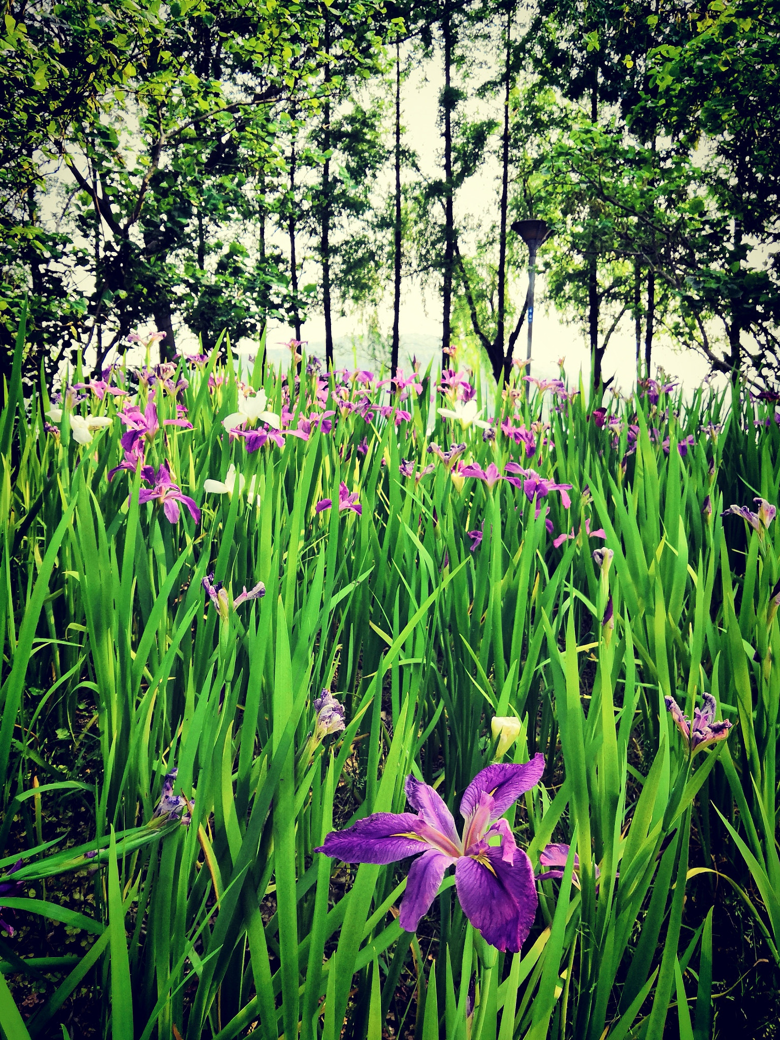 HUAWEI Honor 10 sample photo. Flowers at lakeside，5 photography