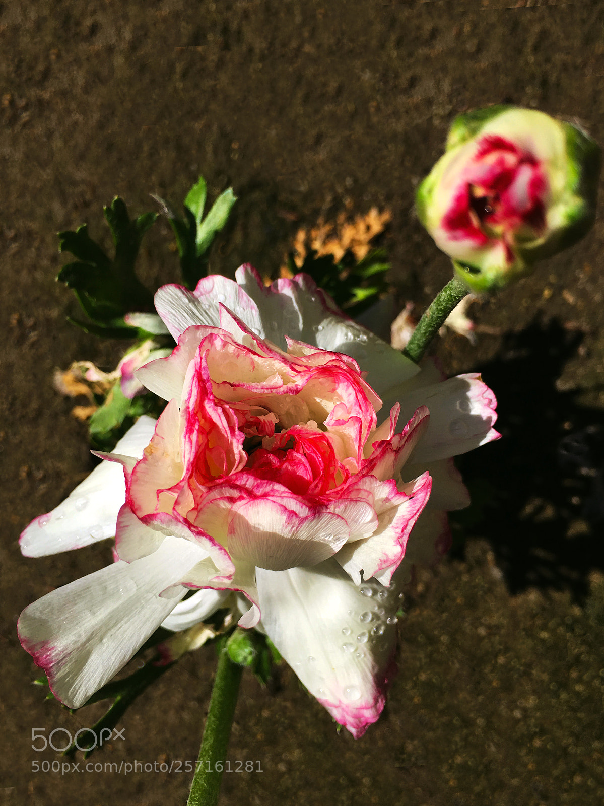 Apple iPhone 6s Plus sample photo. Flor photography
