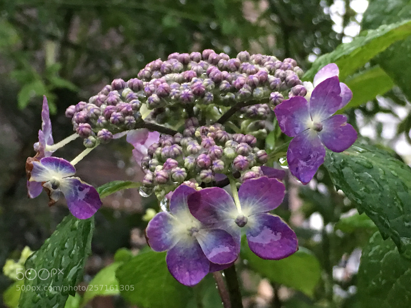Apple iPhone 6s Plus sample photo. Spring2018 flowers photography