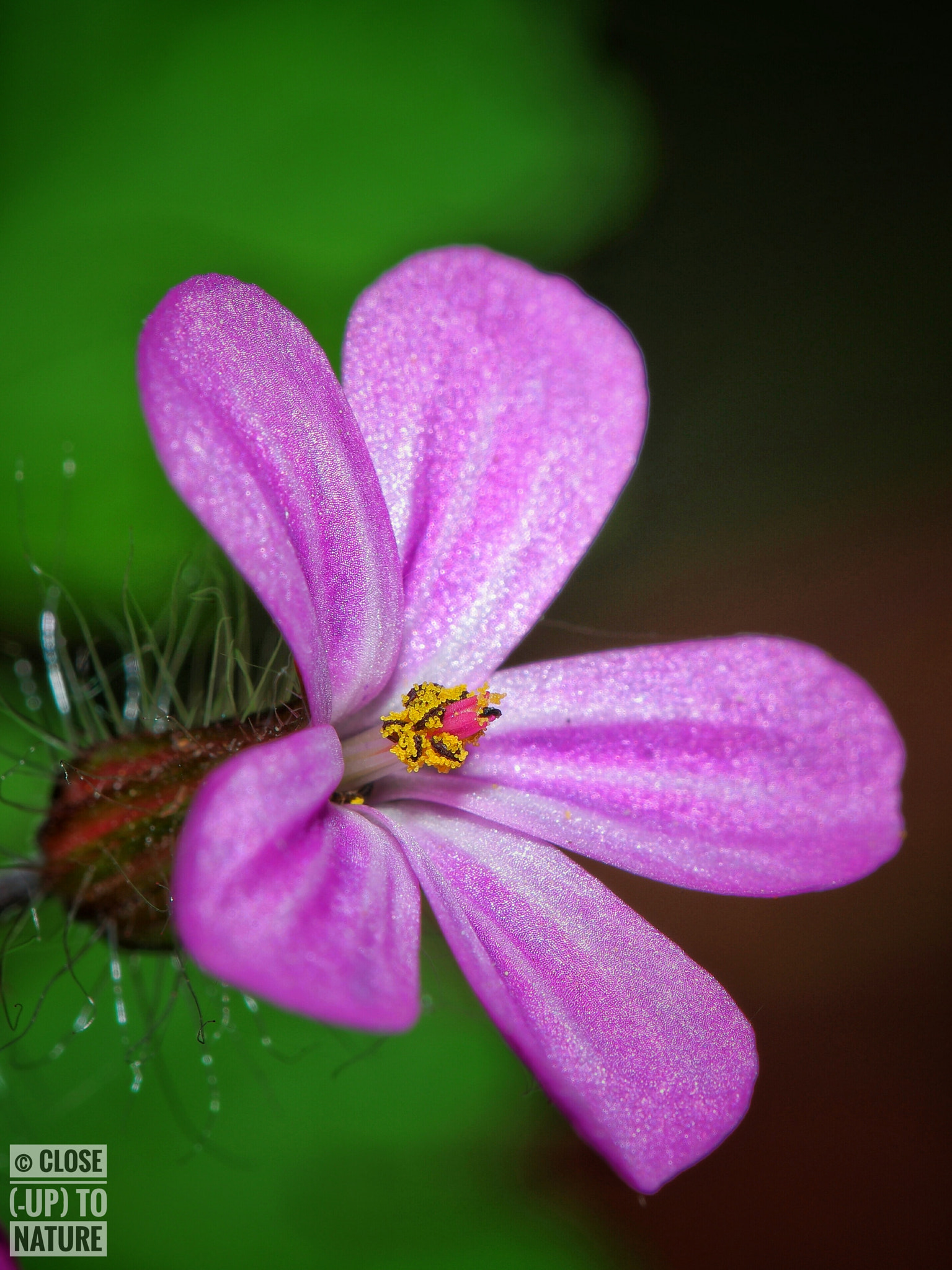 Samsung NX500 sample photo. Geranium robertianum (2) photography