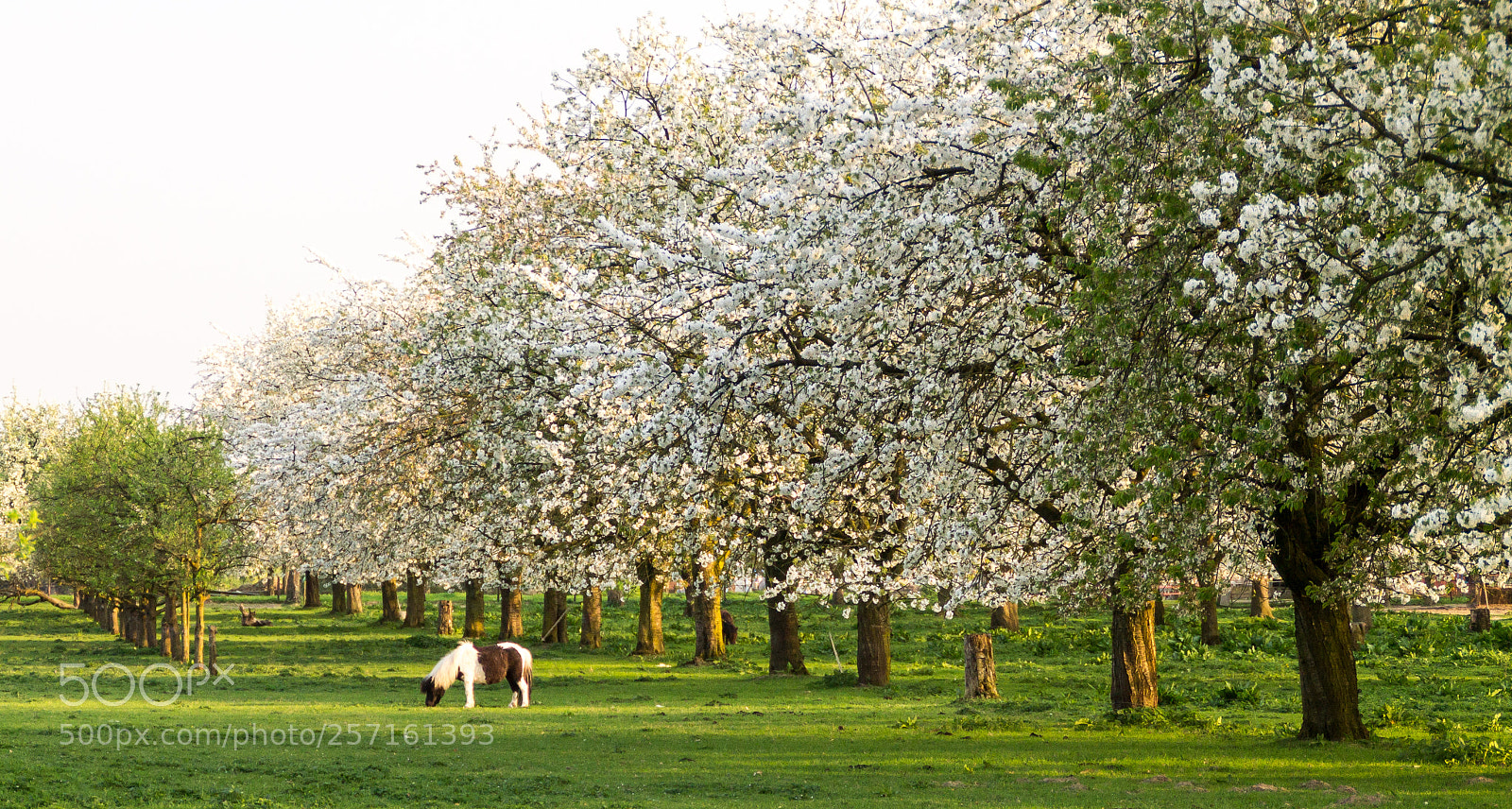 Canon EOS 1100D (EOS Rebel T3 / EOS Kiss X50) sample photo. Cherry orchard photography