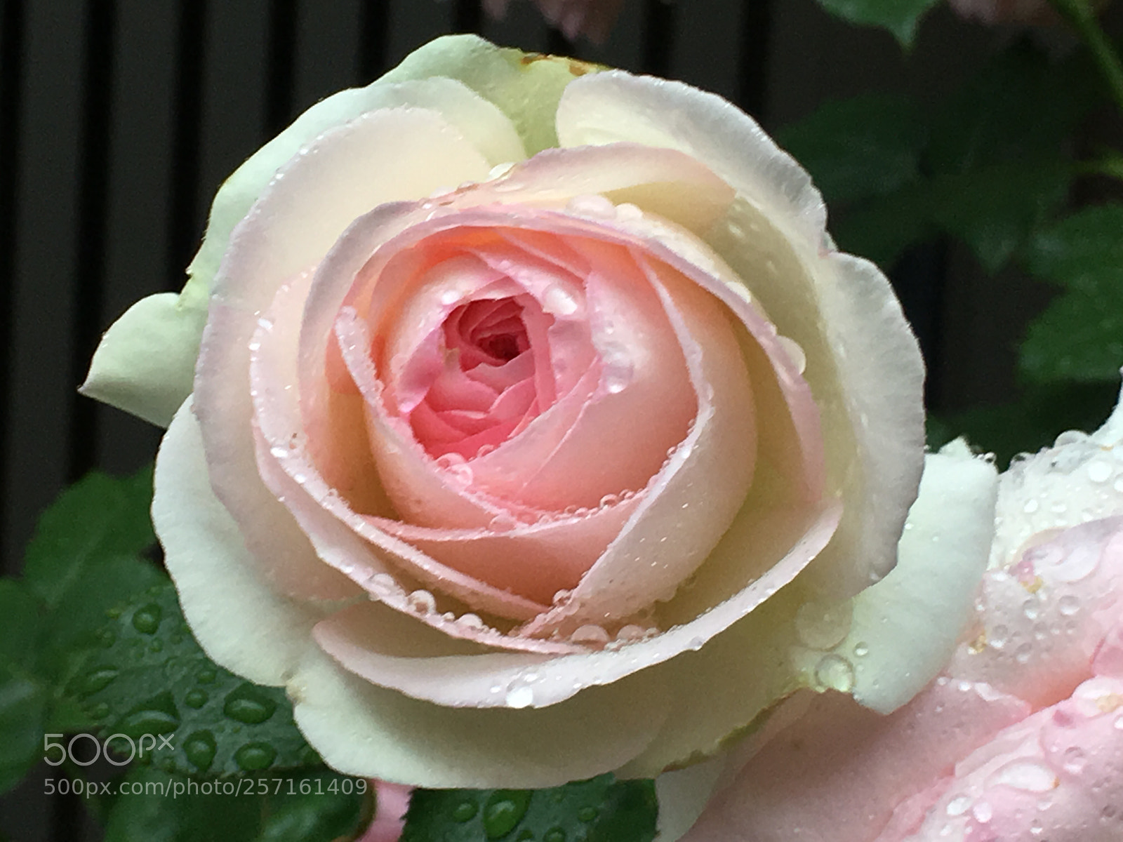 Apple iPhone 6s Plus sample photo. Spring2018 flowers photography