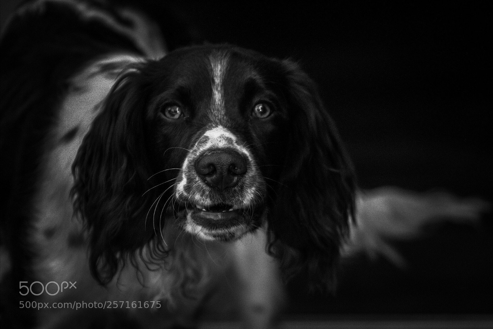 Canon EOS 60D sample photo. My dog isn t photography